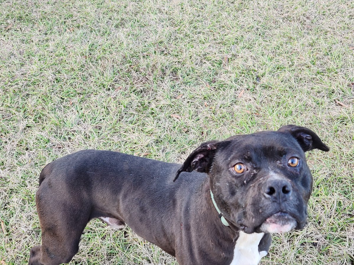 Shelly VR Warrior tweet media