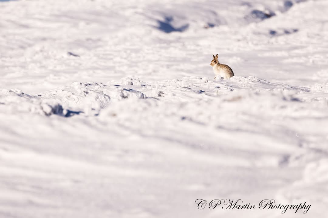 chris martin (@chris5394) on Twitter photo Out yesterday with Marc Humphrey Photographing the Mountain Hare and they did make it difficult for us to find them. But we got there in the end and what a beautiful day it was.
<a href="/peakdistrict/">Peak District National Park</a> <a href="/WildlifeMag/">BBC Wildlife</a> <a href="/BBCCountryfile/">BBC Countryfile</a> <a href="/WildArtPOTY/">WildArt Photographer of the Year</a> Out yesterday with Marc Humphrey Photographing the Mountain Hare and they did make it difficult for us to find them. But we got there in the end and what a beautiful day it was.
<a href="/peakdistrict/">Peak District National Park</a> <a href="/WildlifeMag/">BBC Wildlife</a> <a href="/BBCCountryfile/">BBC Countryfile</a> <a href="/WildArtPOTY/">WildArt Photographer of the Year</a>