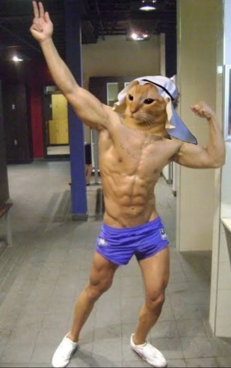 arab cat tweet media