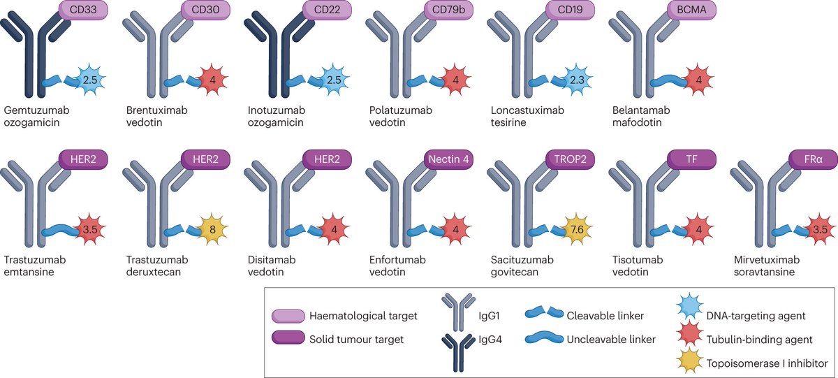 For readers interested in antibody-drug conjugates in oncology, here's a comprehensive review
nature.com/articles/s4157…
rdcu.be/d56zS