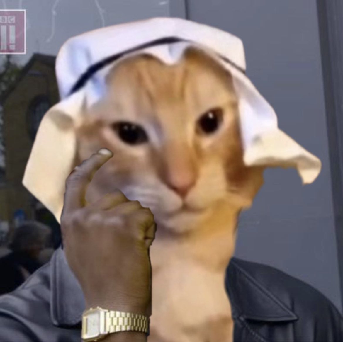 arab cat tweet media