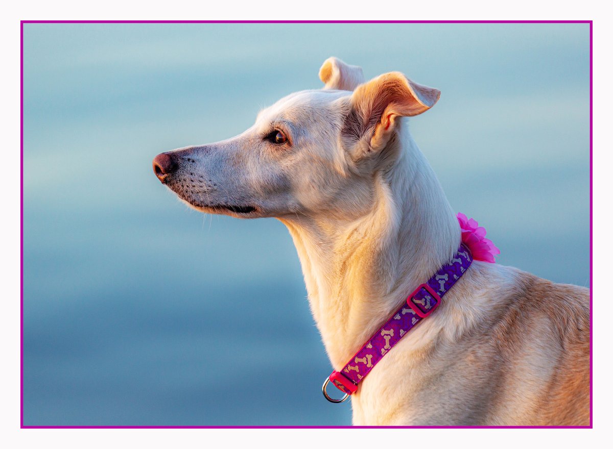 I've been overwhelmed by the huge volume  of thoughtful &amp; kind condolence messages, cards &amp; gifts received for Bella.

I'm sorry I haven't yet been able to respond to them all but please know your thoughts &amp; words have been hugely supportive &amp; helpful to me.
 
Thank You xx
Andrew