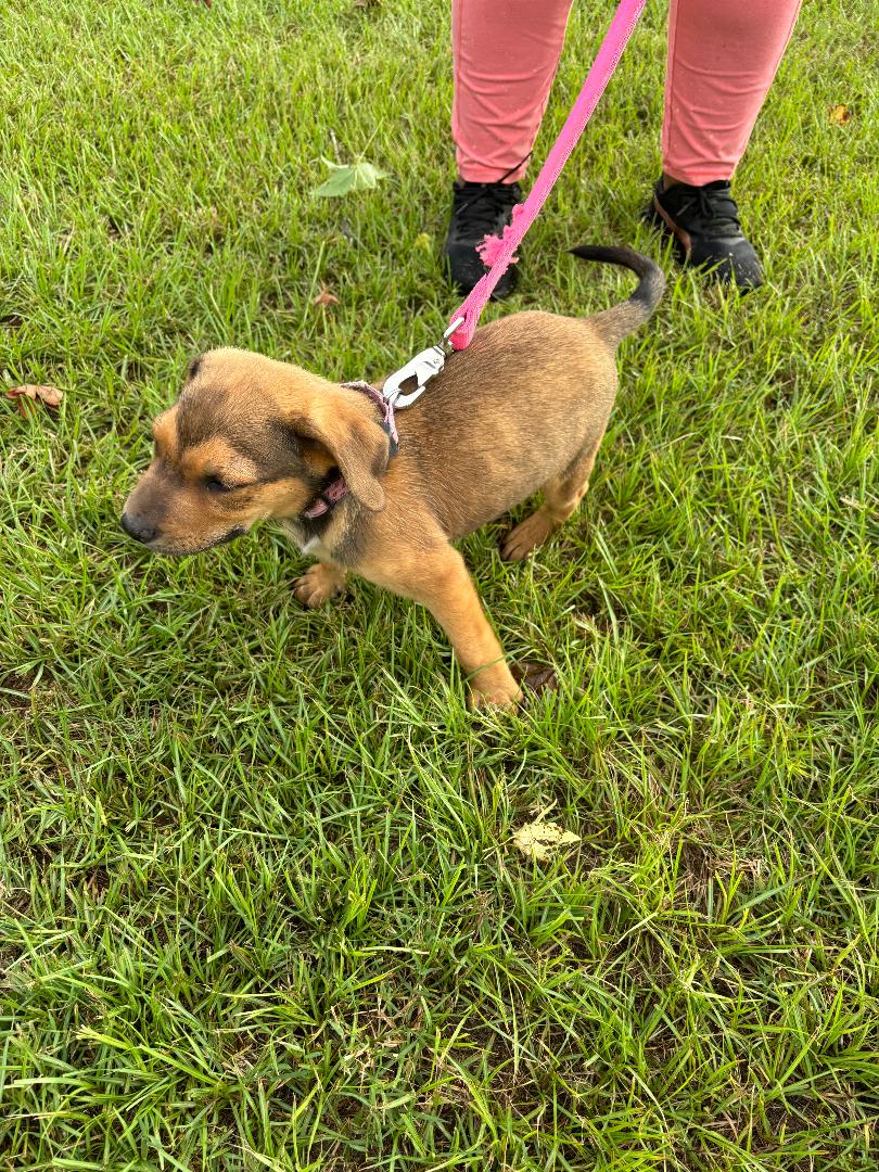 Shelly VR Warrior tweet media