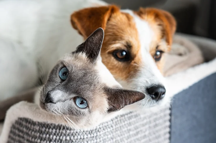 UnRuffledPets's tweet photo. Discover the secret to a happier, calmer pet. 🐾 Our latest guide on testing the effectiveness of pheromone products for your cat or dog.

Read more: https://t.co/eJjTbuuX2k https://t.co/G4mDXTuy8P