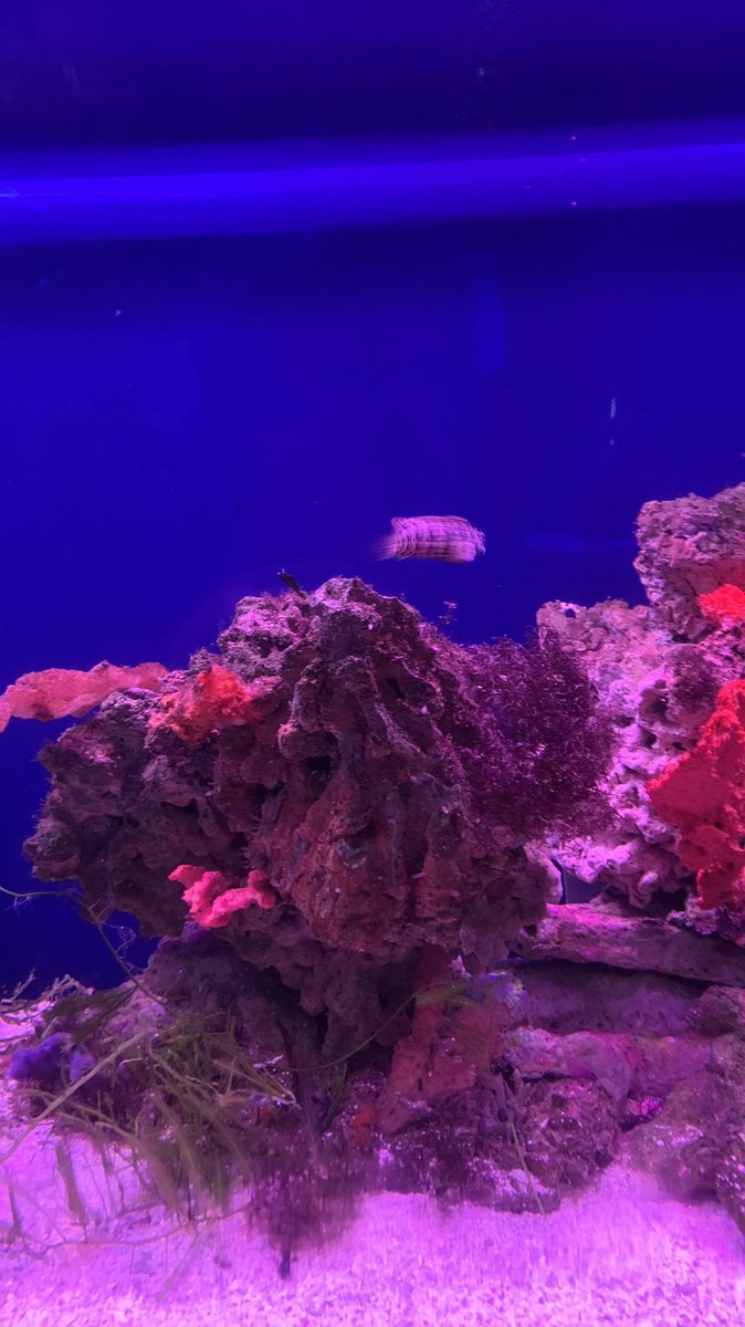 awkittybae's tweet photo. jakarta aquarium finally yeayyy https://t.co/jlVv7kPM9E
