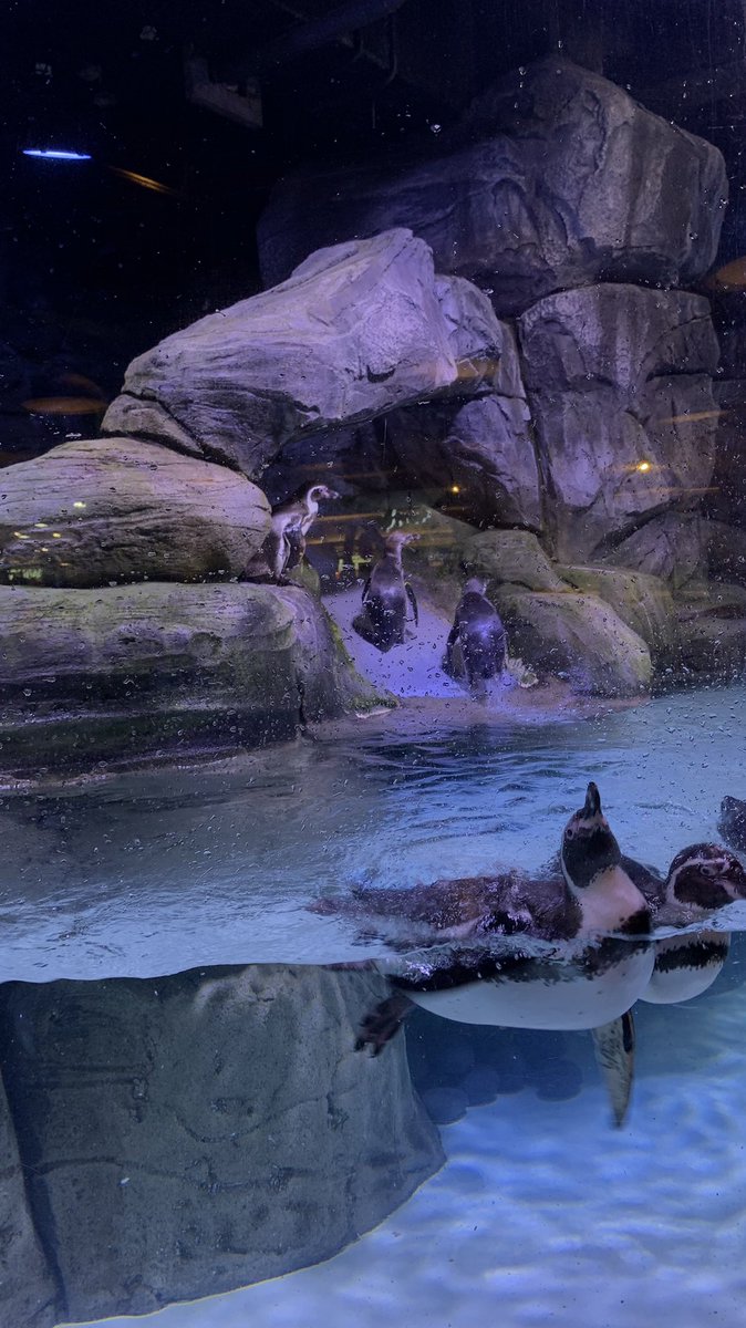 awkittybae's tweet photo. jakarta aquarium finally yeayyy https://t.co/jlVv7kPM9E