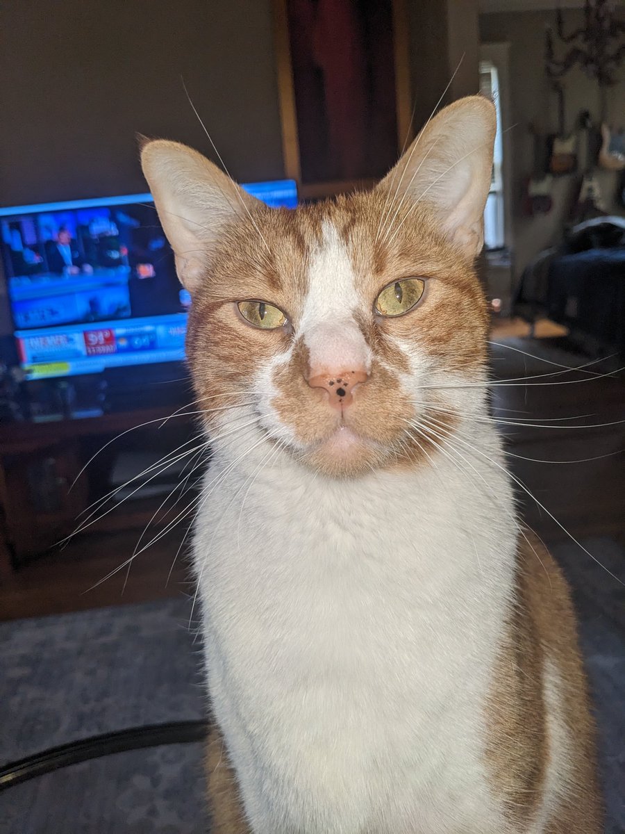 fairway123's tweet photo. @tonyposnanski Emerson the cat https://t.co/xLW6mupBEQ