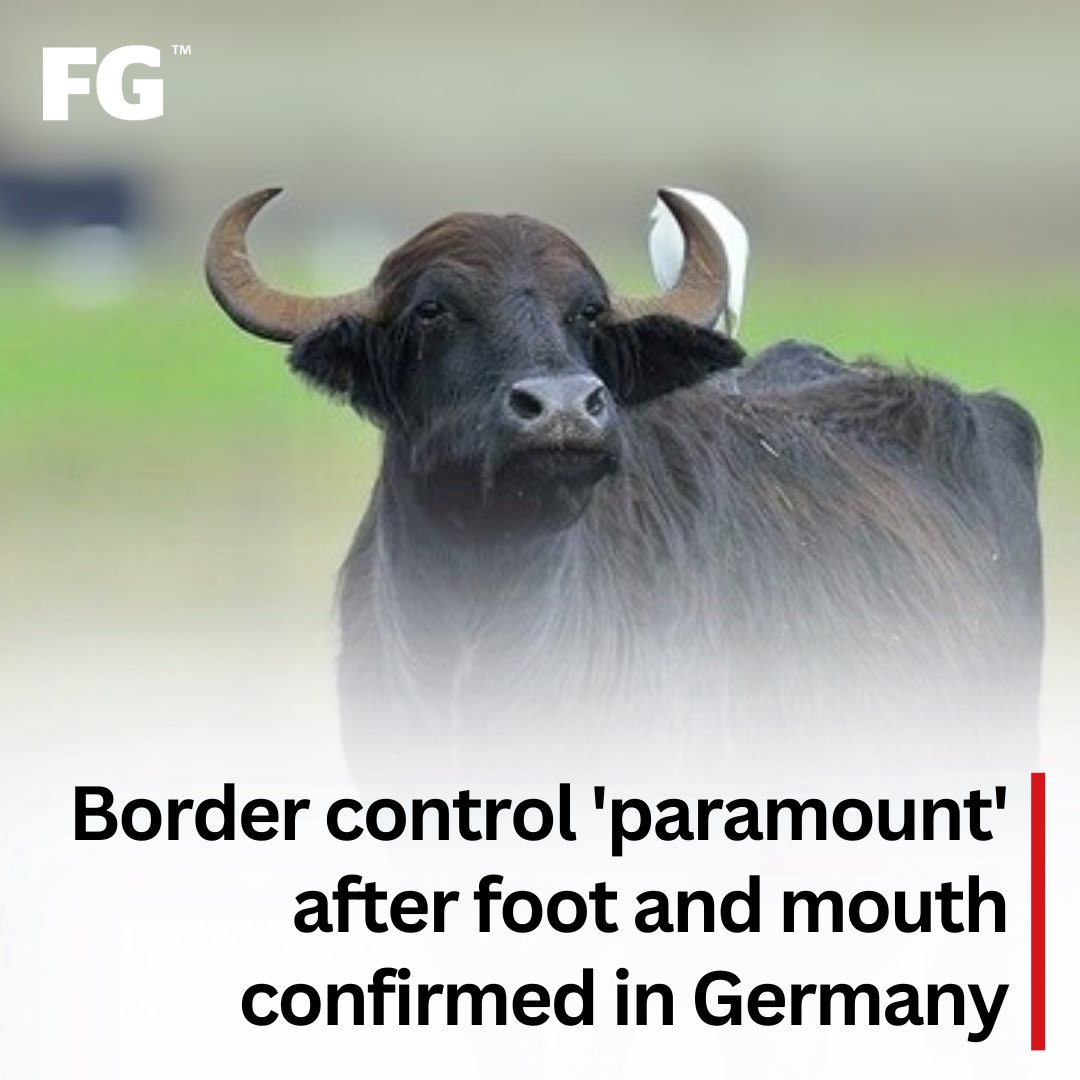 FarmersGuardian's tweet photo. ⚠️An outbreak of foot and mouth disease was confirmed on January 10 in a herd of water buffalo in Germany.

🚨 Three water buffalo out of a herd of 14 were affected, with the remaining animals in the herd culled to prevent further spread. 

200 pigs on a nearby farm have also been culled as a precaution and an investigation is underway to determine the source of infection. 

The last outbreak in Great Britain was in 2007. Currently, there are no cases or control zones in the UK. 

READ MORE 🔗 https://t.co/xBDlrmu6oh