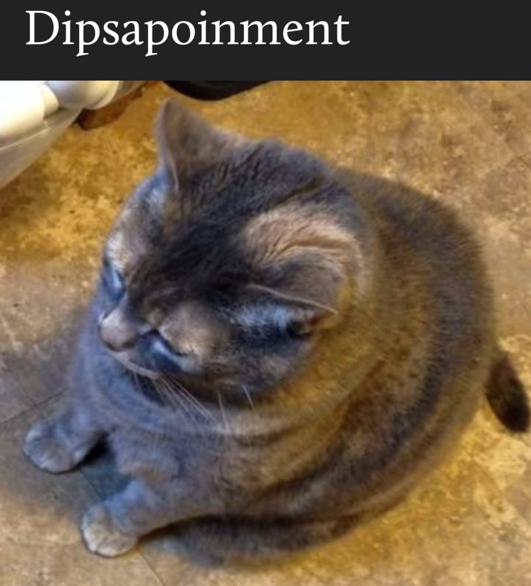 Cat Dealer (@catpicsdealer) on Twitter photo 