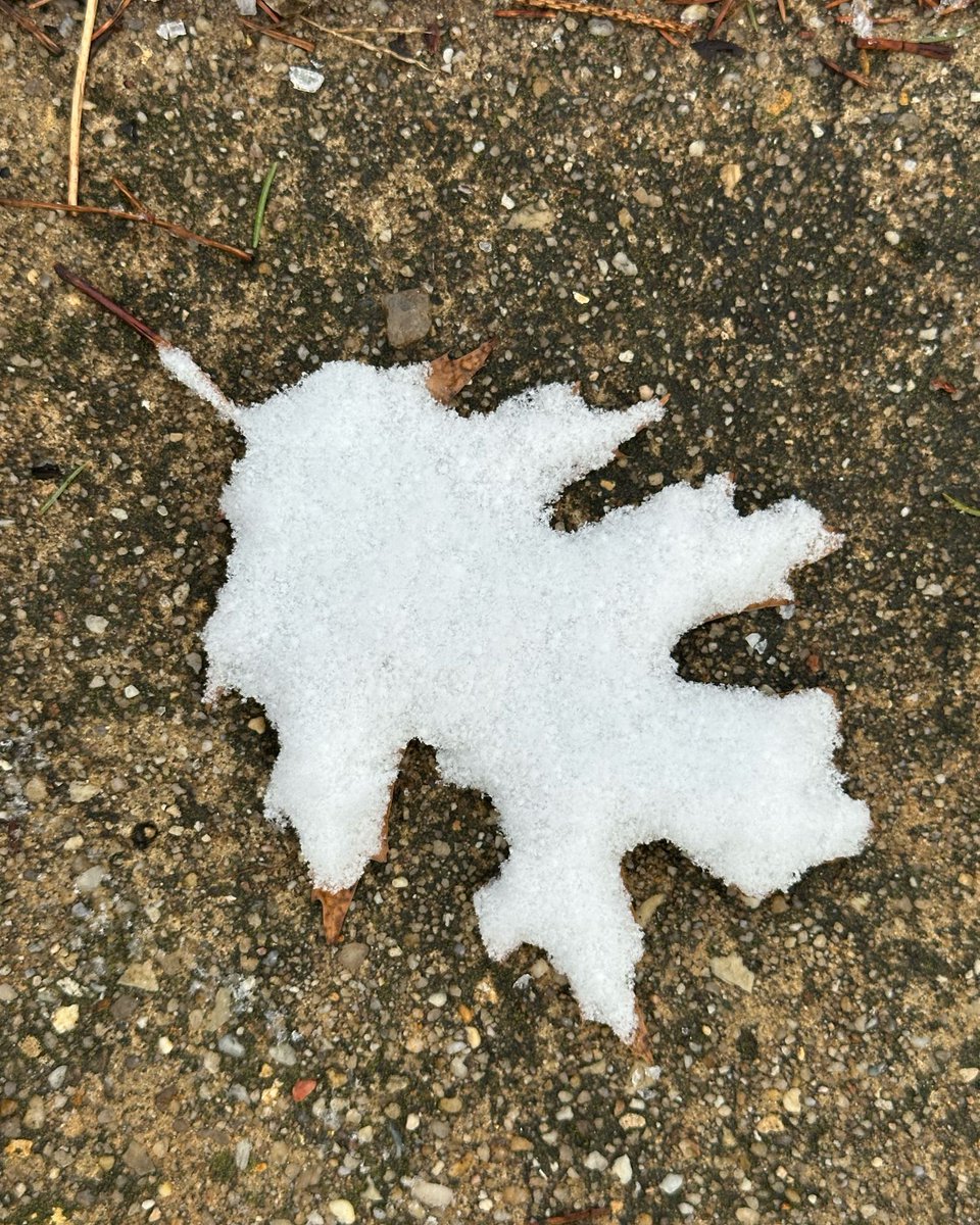 LisaKohnWrites's tweet photo. the beauty of the leaf and the snow
the intricate glory of nature
there for me when I open my eyes heart mind and spirit
reminding me that I am well and whole and beautiful as well
#tothemoonandback #baldisbeautiful #addictedtojoy #powerofjoyfulleadership #cultsurvivor https://t.co/YNyW49p4BS