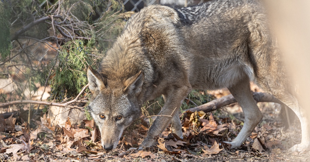 Did you know red wolves are the only wolf species native solely to the United States?
🐺Becca, red wolf at Pritzker Family Children's Zoo