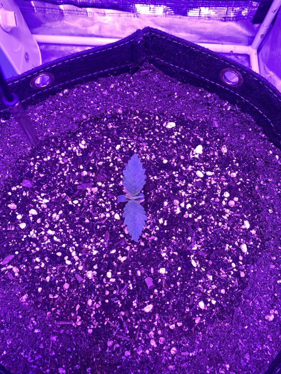 GrowsOhio's tweet photo. Rise and grind!!!!! Tent check in! Luckily I had the aux heat queued up, it got cold!  The autos are doing their thing, the blue dream is starting its first full node!!!! Let’s go!!!
.
#vivosun #organic #autoflower #foxfarm #customblend #gaiagreen #loyaltothesoil #cannafam https://t.co/ykfJxvb6Ao