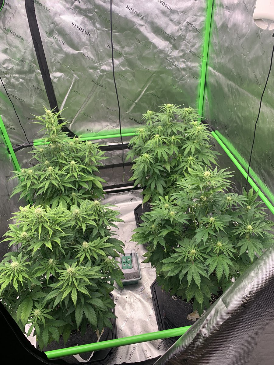 GrowsOhio's tweet photo. Rise and grind!!!!! Tent check in! Luckily I had the aux heat queued up, it got cold!  The autos are doing their thing, the blue dream is starting its first full node!!!! Let’s go!!!
.
#vivosun #organic #autoflower #foxfarm #customblend #gaiagreen #loyaltothesoil #cannafam https://t.co/ykfJxvb6Ao