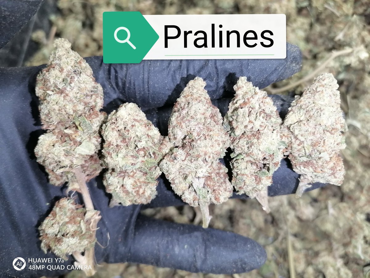 Littlepigjaa's tweet photo. #weed  #bong  #กัญชาเชียงใหมา #Praline #กัญชาออแกนิค  #กัญชาชลบุรี https://t.co/wglXvCtcvo
