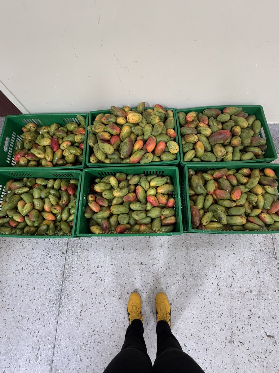 wawiranjiru's tweet photo. Excited to be in Kakamega County today seeing @Food4Education’s newest kitchen and operations.
Feeding close to 20,000 kids everyday in over 30 schools, we’re excited to continue growing and #FeedingTheFuture of Kenya one nutritious meal at a time. https://t.co/1bOk1ojmhP