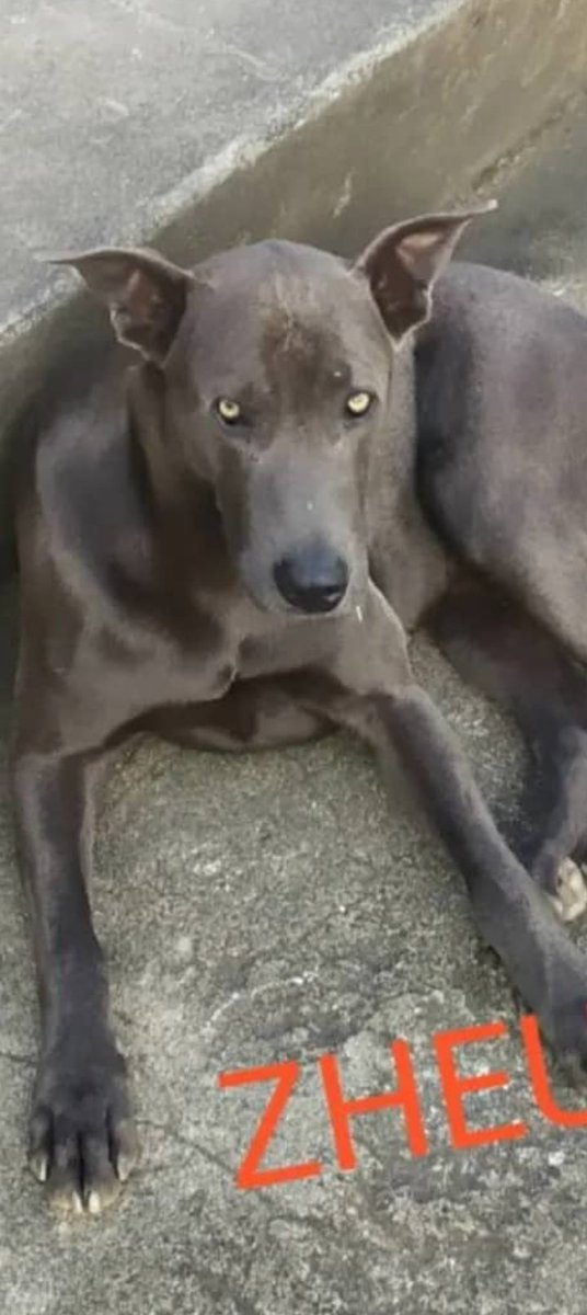 leonorgedeon's tweet photo. Se BUSCAN. De la Concha Acústica Caracas si los vez avísame. 04128044167 https://t.co/19Q6D3pCqr