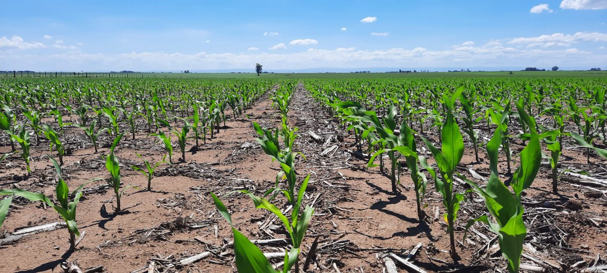 LER2024/SERAGRO/DK-45

Acompañando al productor en el verano.🙌🏽🌽