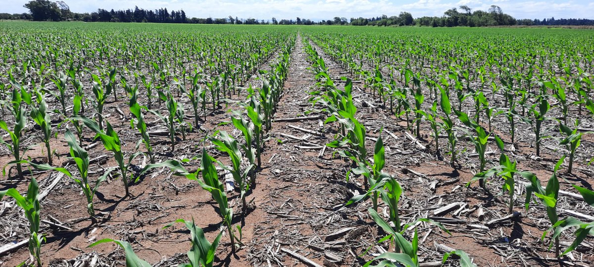 Seragro S.A. tweet media