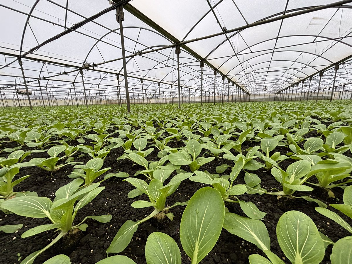 Agronomysilvers's tweet photo. Pak Choi developing well π₯ @AgriiUK #protectedcrops https://t.co/CRgRoPxp8T