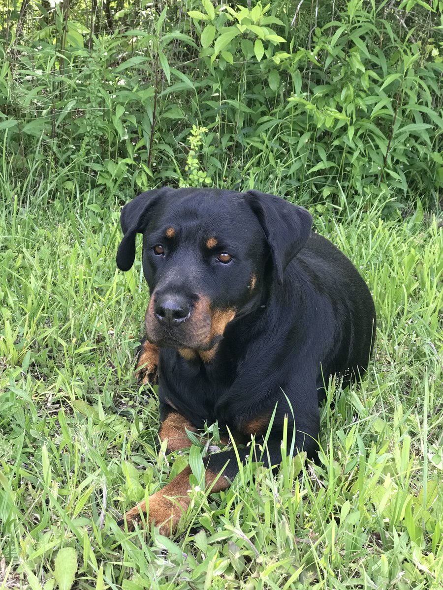 Rayna the Rottie tweet media