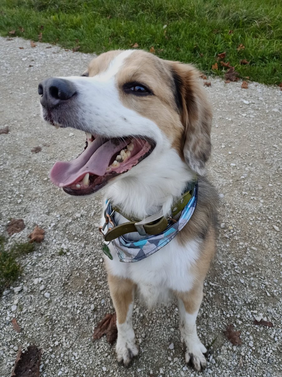 Malzeit Liebes #twitterrudel! 
Frauchen sagt immer ein dreckiger Hund ist ein glücklicher Hund  bis zu Badewanne denk ich dass auch immer 🙈