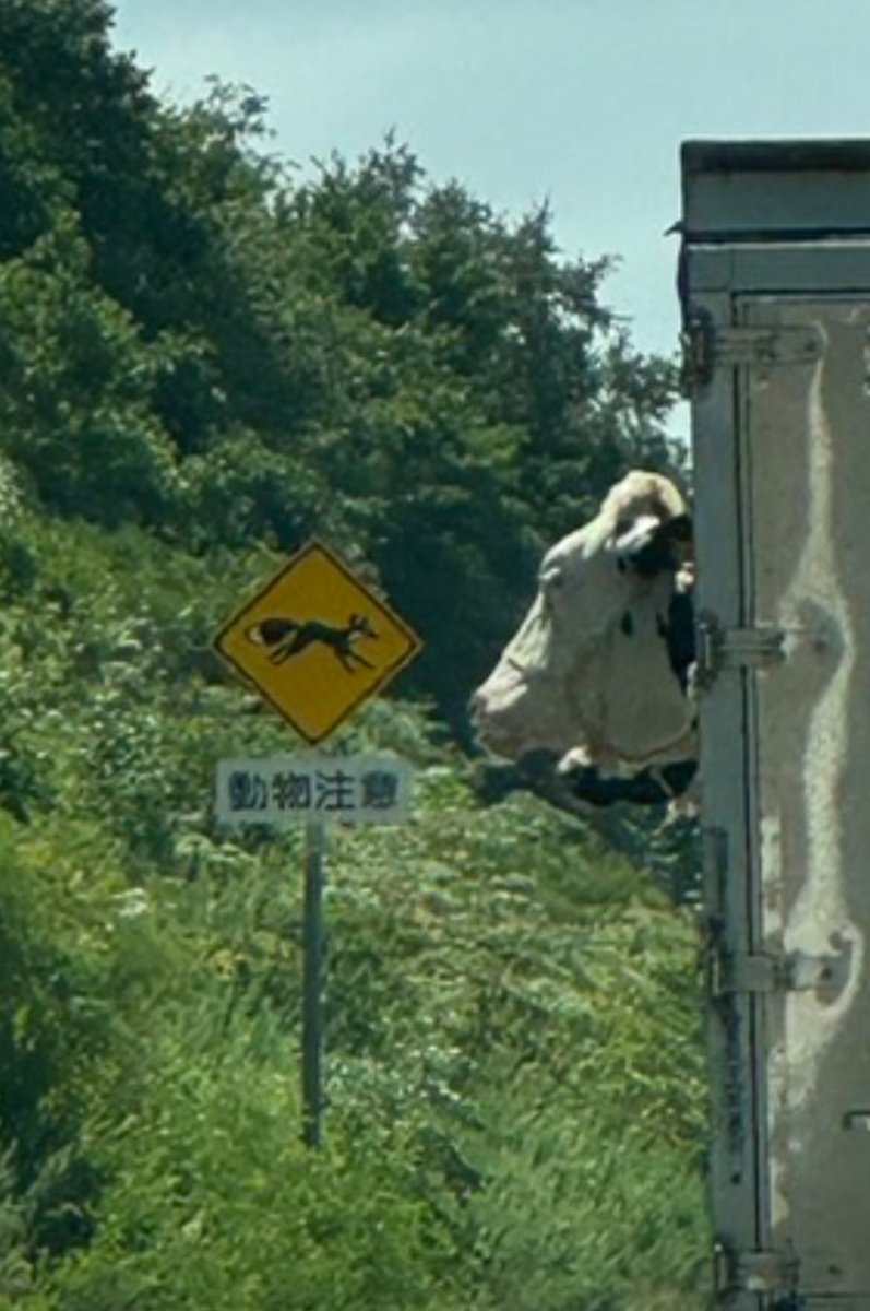 stusetu2's tweet photo. 動物が動物注意の看板を見るなよ？ https://t.co/GCqoOiGxtq
