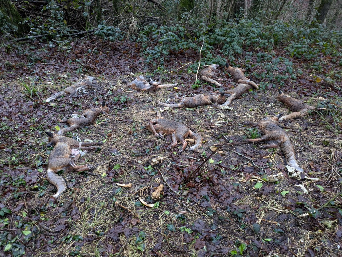 Awful scenes in North Devon, sent in by a supporter. About a dozen foxes just dumped in a wooded area, trying to ascertain who may have done this and why.