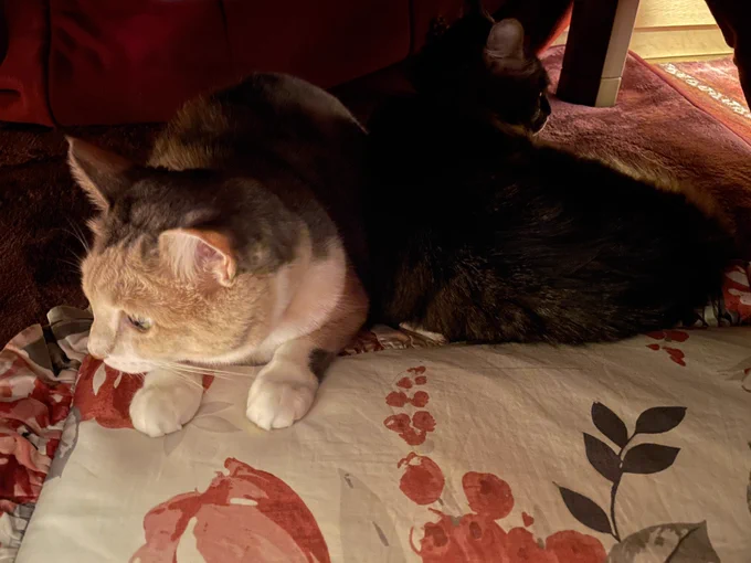猫ずは炬燵の中に避難 