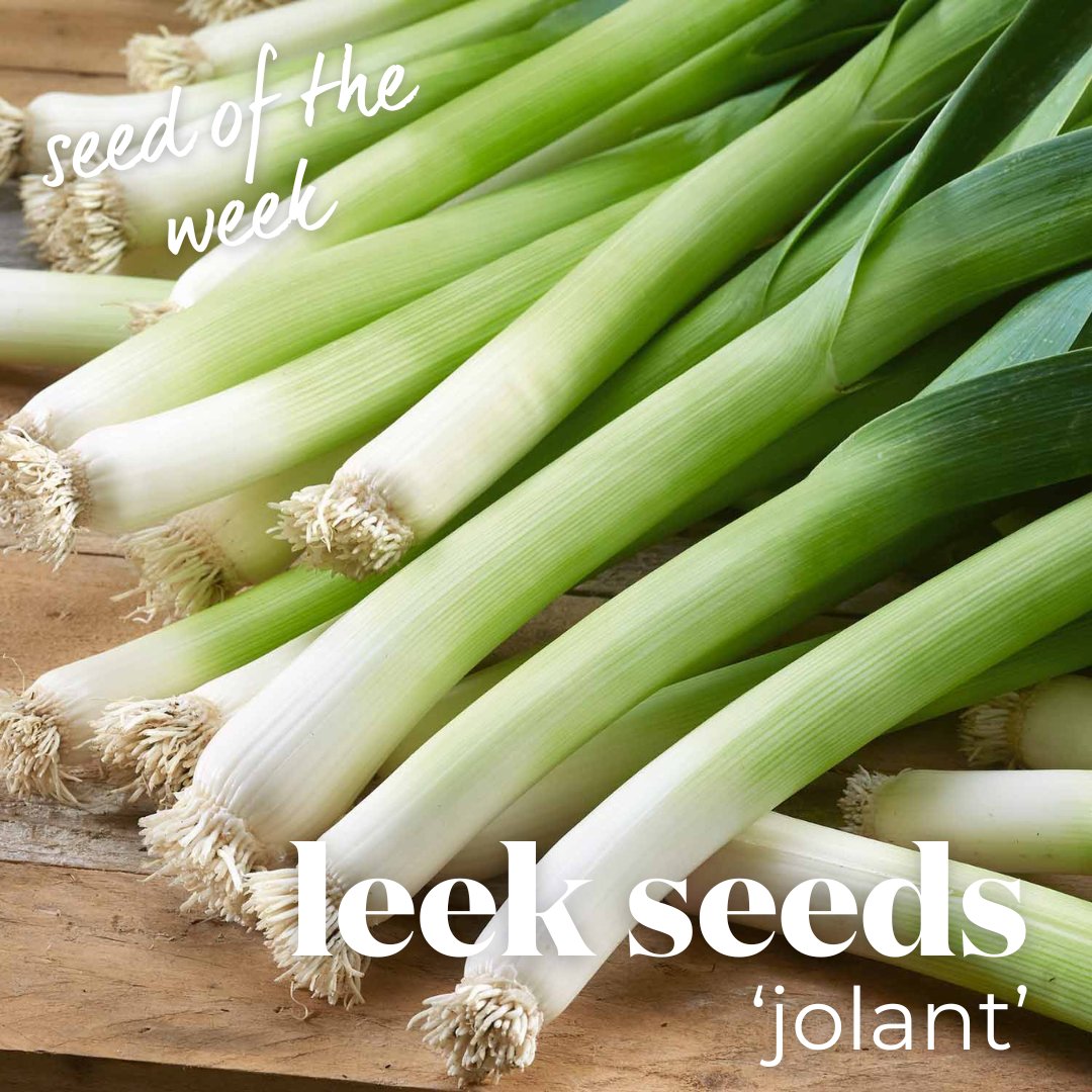 🌱 Seed of the Week: Leek 'Jolant' 🌱

Looking for a top-performing leek to elevate your garden? Meet Leek 'Jolant' – a vigorous variety that delivers!

👉 Get your seeds now! bit.ly/3ZvoWmI

#SeedOfTheWeek #LeekJolant #GrowYourOwn #KitchenGarden #VegetableGrowing