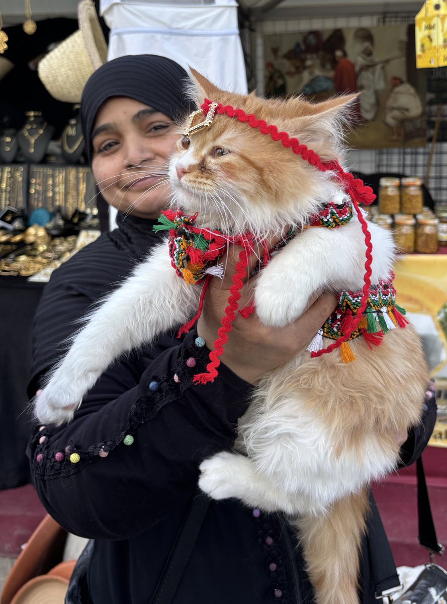 🎉 Los gatos también celebraron ayer Yennayer, el año nuevo amazigh.