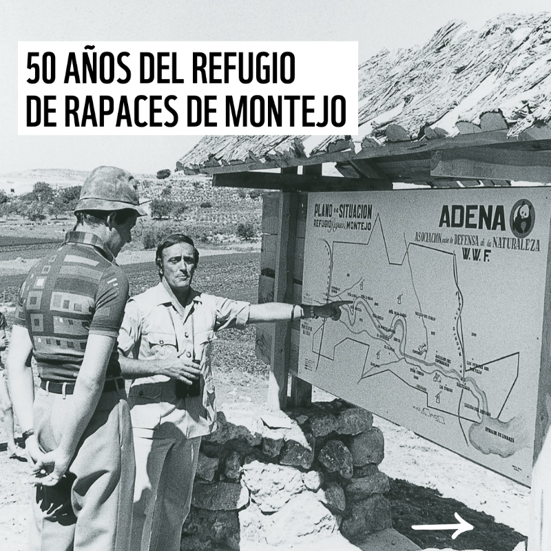 WWFespana's tweet photo. 🦅 Celebramos el 50º aniversario del Refugio de Rapaces de #Montejo
Un proyecto emblemático para la conservación de aves rapaces en España
🌿 Medio siglo protegiendo su hábitat y fomentando la biodiversidad
👉 Descubre más: