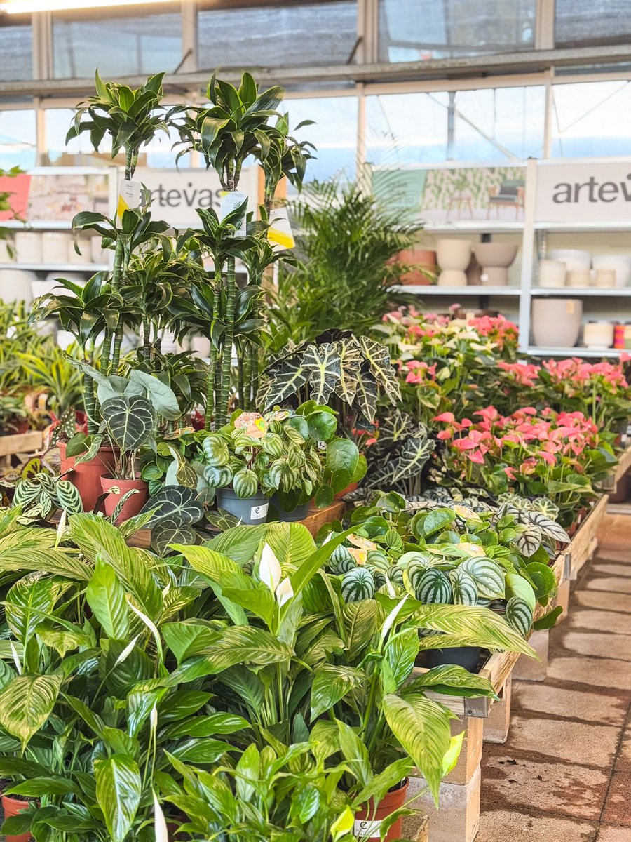 Vivers Ernest 🧡 Home & Garden tweet media