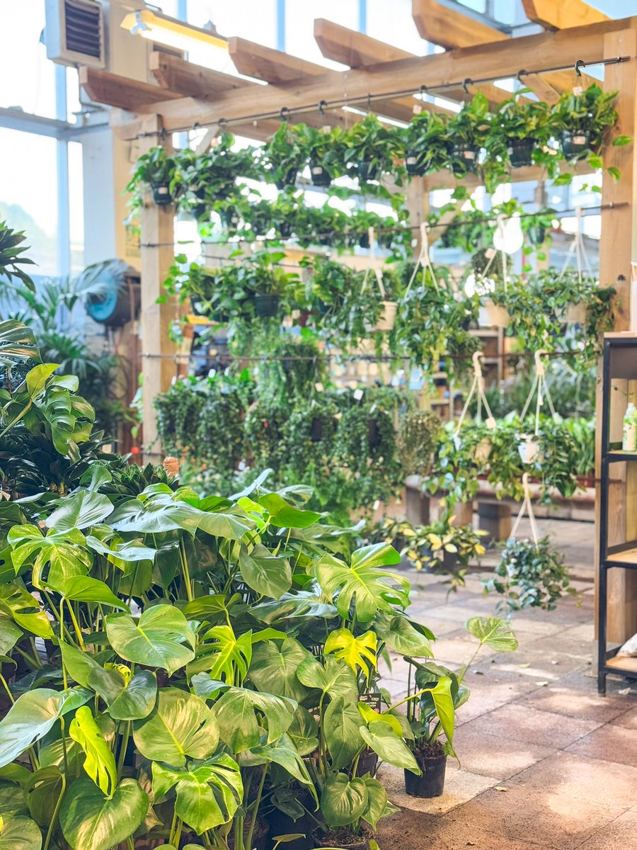 Vivers Ernest 🧡 Home & Garden tweet media