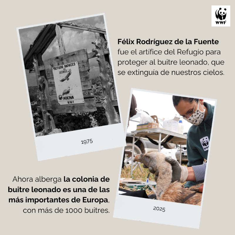 WWFespana's tweet photo. 🦅 Celebramos el 50º aniversario del Refugio de Rapaces de #Montejo
Un proyecto emblemático para la conservación de aves rapaces en España
🌿 Medio siglo protegiendo su hábitat y fomentando la biodiversidad
👉 Descubre más: