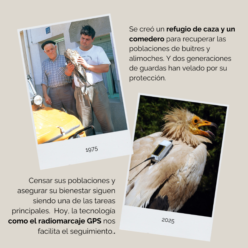 WWFespana's tweet photo. 🦅 Celebramos el 50º aniversario del Refugio de Rapaces de #Montejo
Un proyecto emblemático para la conservación de aves rapaces en España
🌿 Medio siglo protegiendo su hábitat y fomentando la biodiversidad
👉 Descubre más: