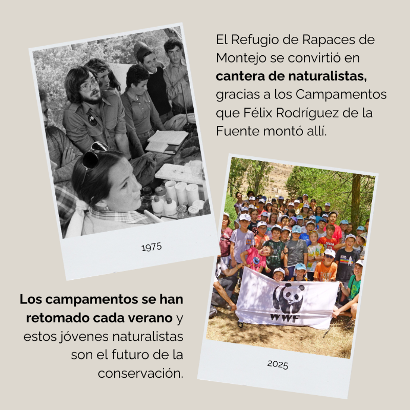 WWFespana's tweet photo. 🦅 Celebramos el 50º aniversario del Refugio de Rapaces de #Montejo
Un proyecto emblemático para la conservación de aves rapaces en España
🌿 Medio siglo protegiendo su hábitat y fomentando la biodiversidad
👉 Descubre más: