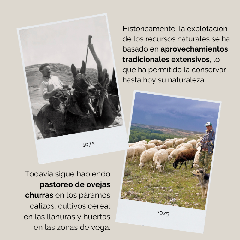 WWFespana's tweet photo. 🦅 Celebramos el 50º aniversario del Refugio de Rapaces de #Montejo
Un proyecto emblemático para la conservación de aves rapaces en España
🌿 Medio siglo protegiendo su hábitat y fomentando la biodiversidad
👉 Descubre más: