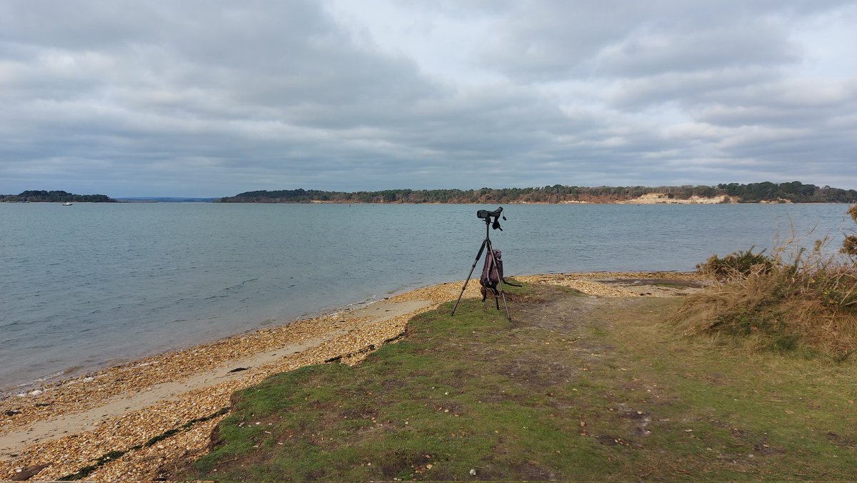 Geoff & Steph (@geoff_langrish) on Twitter photo Jerry's Point, late morning.
Long Tailed Duck, female Goldeneye, GND, 20+ RBM. <a href="/harbourbirds/">Birds of Poole Harbour</a> <a href="/DorsetBirdClub/">Dorset Bird Club</a> Jerry's Point, late morning.
Long Tailed Duck, female Goldeneye, GND, 20+ RBM. <a href="/harbourbirds/">Birds of Poole Harbour</a> <a href="/DorsetBirdClub/">Dorset Bird Club</a>