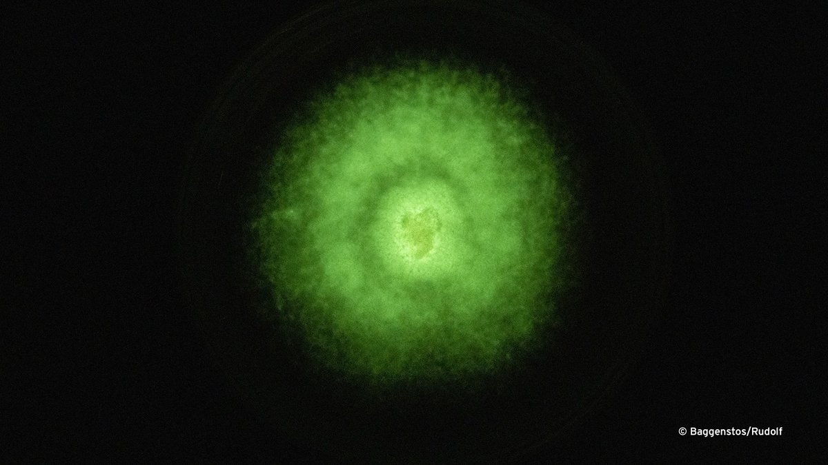 Pilze können leuchten. Aber nicht nur die exotischen Exemplare, sondern auch unsere einheimischen! Durch eine Zufallsentdeckung im Wald fanden zwei Zürcher Künstler heraus, dass der Gelbmilchende Helmling leuchten kann. Zusammen mit einer Forscherin der @WSL_research untersuchten