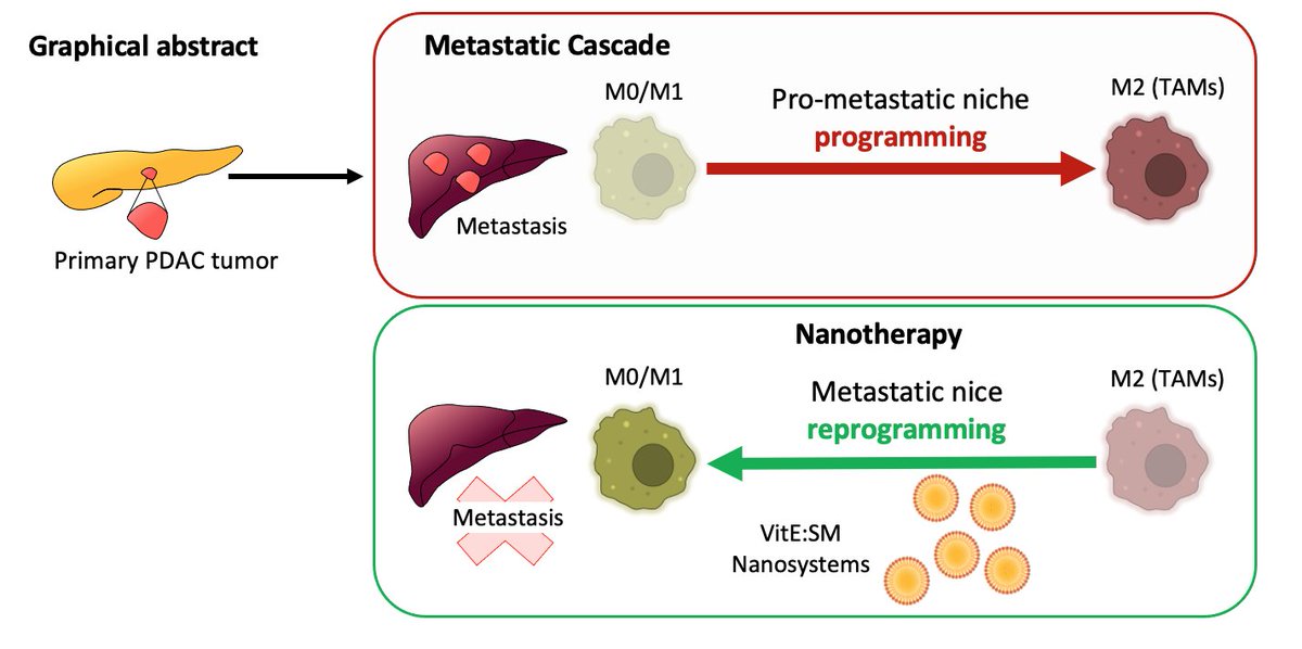 📢HOY en las #NoticiasIIBM ‼️

🔴Nuestros compañeros del grupo de Bruno Sainz en el #IIBmCSICUAM publican como una nanoemulsión puede convertir los macrófagos asociados al tumor en aliados contra el adenocarcinoma ductal pancreático 👏👏

➡️Echad un 👀 iib.uam.es/short?i=6ATRO2