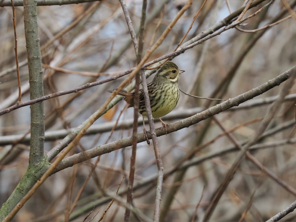 tugubird's tweet photo. アオジの♀かな？ https://t.co/4eniSd0WxG