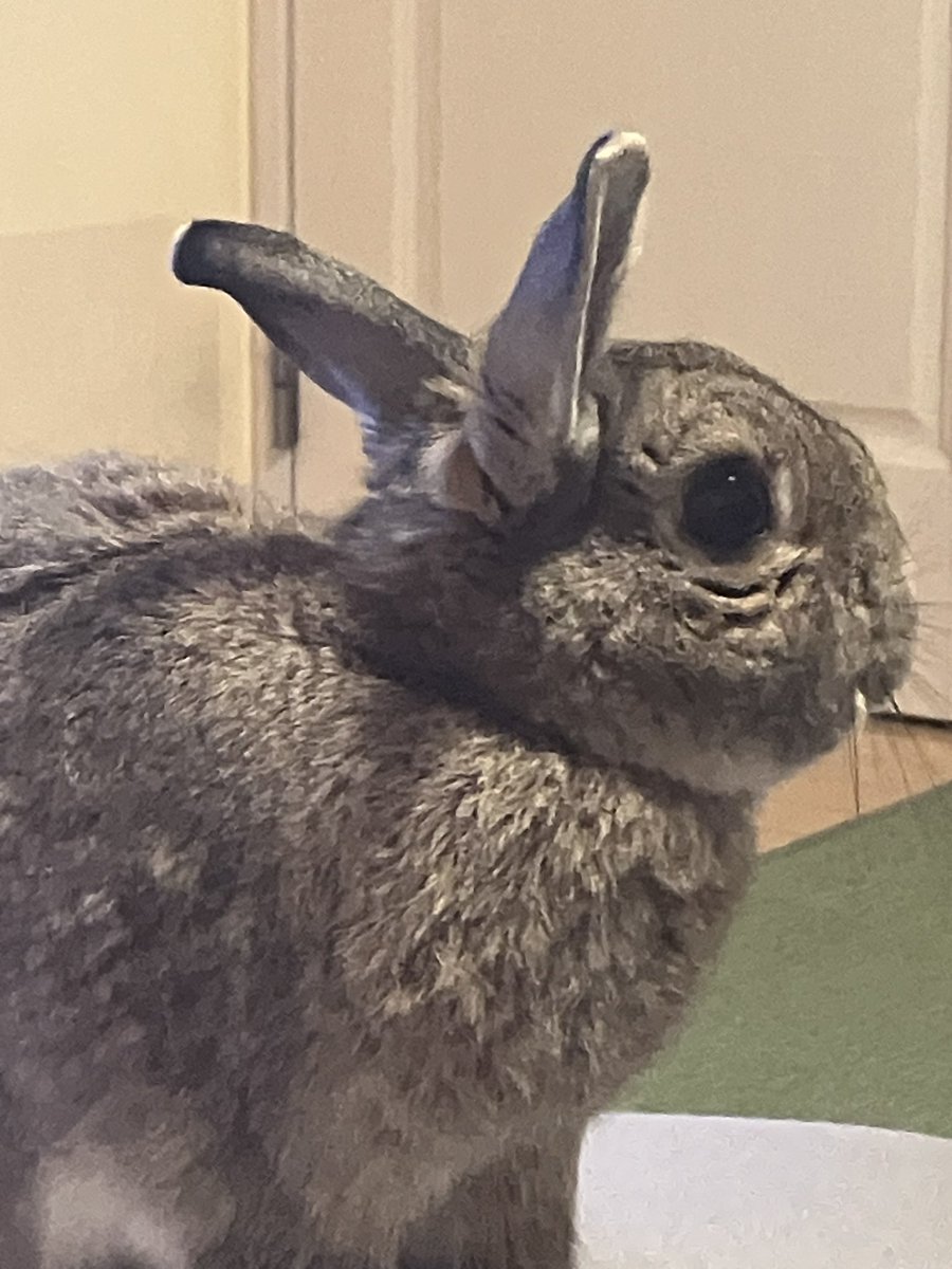 揺れたね🫨
怖かったね😨
#地震
#震度5 
#うさぎのいる暮らし 
#うさぎのいる生活