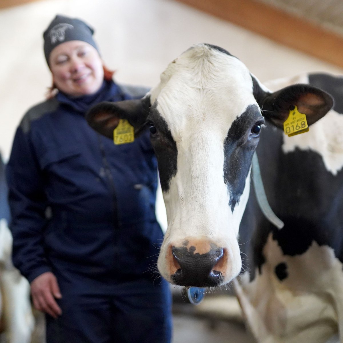 Liikunta tekee hyvää – myös lehmille! Useimmat suomalaiset naudat asuvat pihatoissa, joissa ne voivat liikkua vapaasti. Joillakin tiloilla on myös talvella ulkoilumahdollisuus. Lehmät eivät pelkää pakkasta, sillä lämmin karvapeite suojaa kylmältä. 
#SuomalaistaLihaa #HyvääLihasta