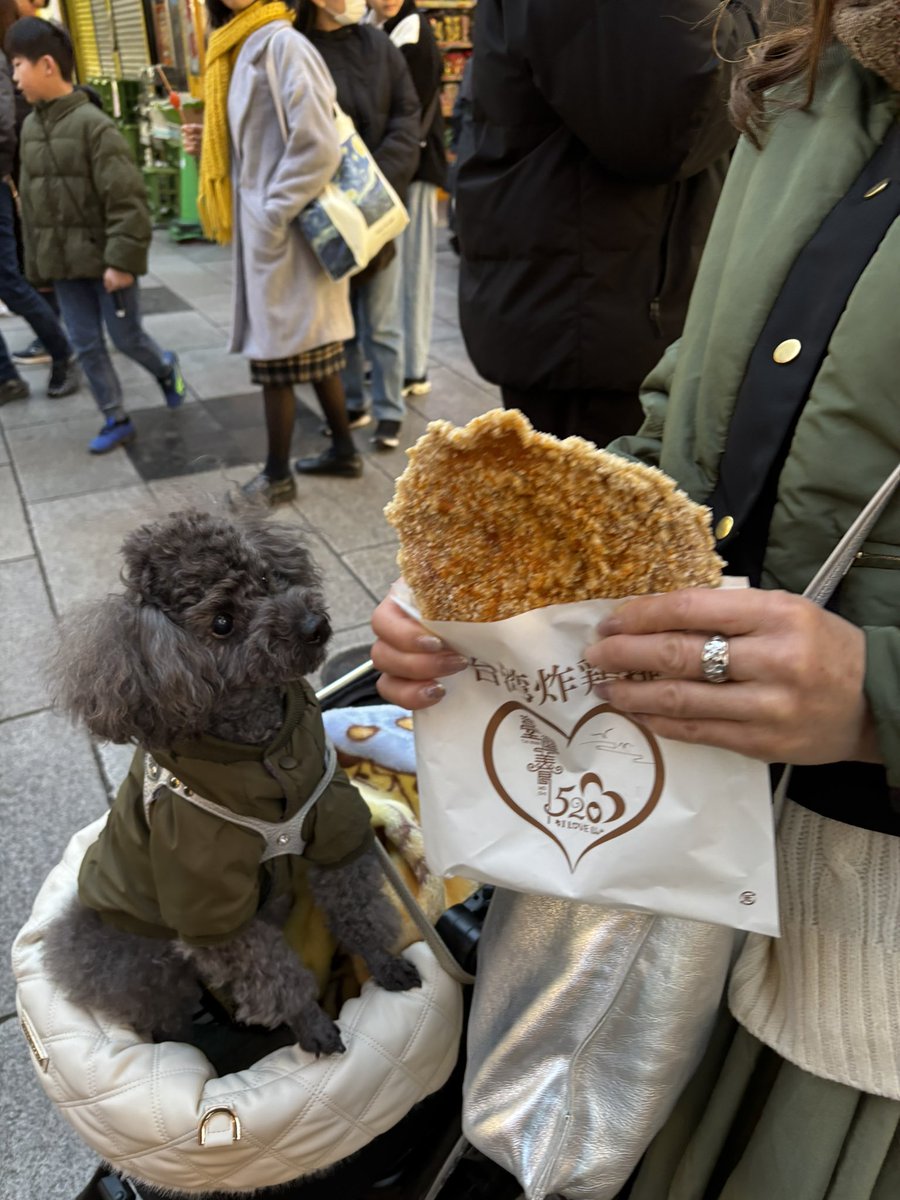 chakuko0719's tweet photo. 横浜のペット博行ってきました〜🐶🐾💨
お友達いっぱい🥰

そのあと山下公園行って中華街にも⛩️

いっぱい遊んで楽しかったじょ❣️

＃トイプードル
＃さくら
＃ペット博 https://t.co/JW06iUOPZf