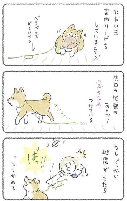 大きめ地震が来たら、次あるかも..に備えて数日これをしています。
室内犬でもパニックになって割れた窓などから外へ出て迷子になった子がいっぱいいたんです。
みんな、無事でいてね🫶 