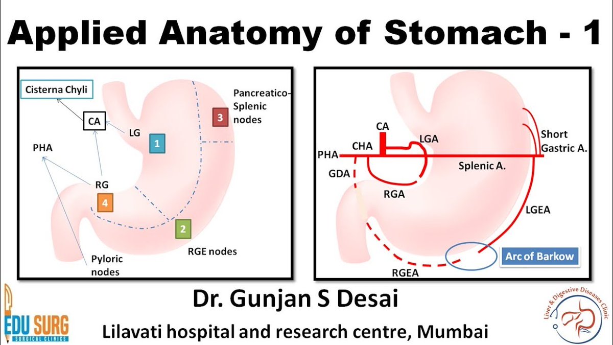 #AppliedAnatomy of the #Stomach - parts, blood and #NerveSupply, #LymphaticDrainage of the stomach. Click here to watch the video:  youtu.be/BaHr5fjqy-Q?si… | learnwithedusurg.in/applied-anatom…

#StomachAnatomy #StomachBloodSupply #NerveSupply #DrGunjanDesai #EdusurgClinics #LearnWithEduSurg