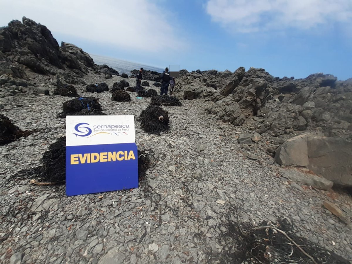 #Antofagasta: En fiscalización con <a href="/Armada_Chile/">Armada de Chile</a> en el sector sur de Tocopilla, detectamos a una persona recolectando huiro negro, recurso en veda. El infractor se dio a la fuga, pero fue capturado, siendo citado a tribunales. Se incautaron 570 kg. del recurso.