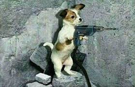 PERRO TALADRADOR
POCO MORDEDOR