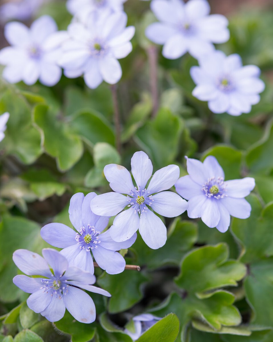 De dagen worden langer, en binnenkort komt je tuin tot leven! Maak je klaar voor een prachtige bloei dit voorjaar.im.nu/k9p1Mm  #VoorjaarsCountdown #TuinMagie #Hepatica #VastePlanten #PerennialPower
