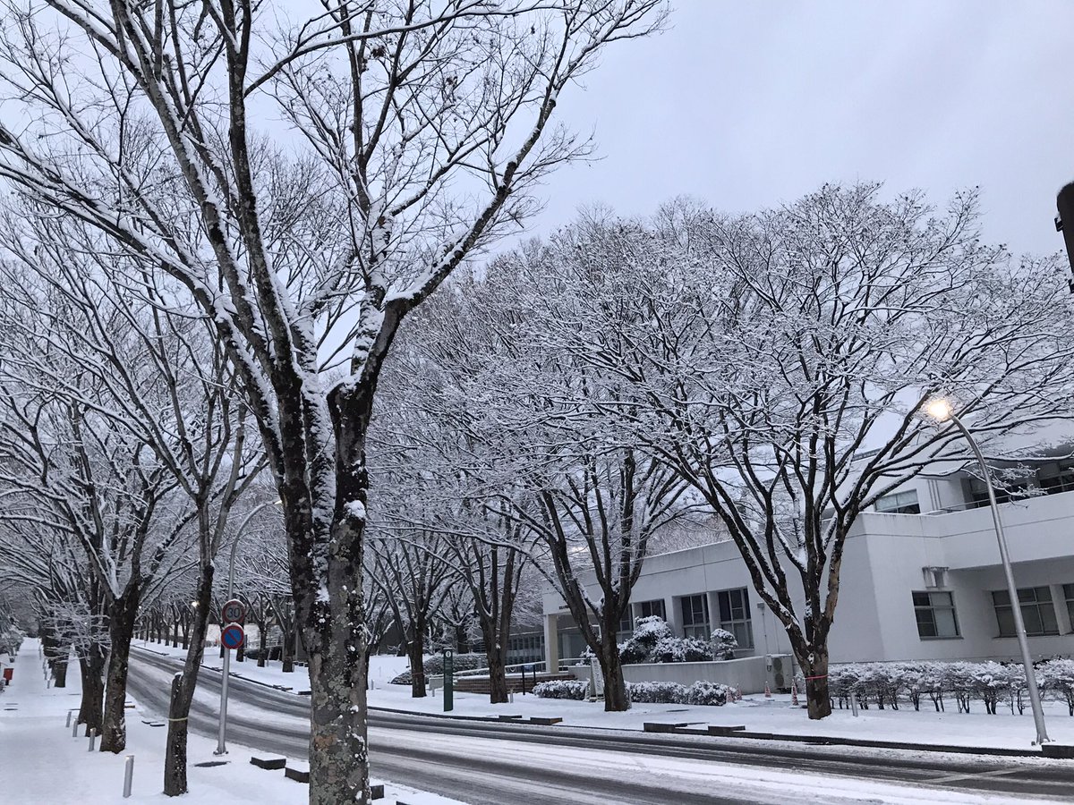 nr_301028's tweet photo. 雪の並木道、とても良かった https://t.co/4wcViIo9NZ
